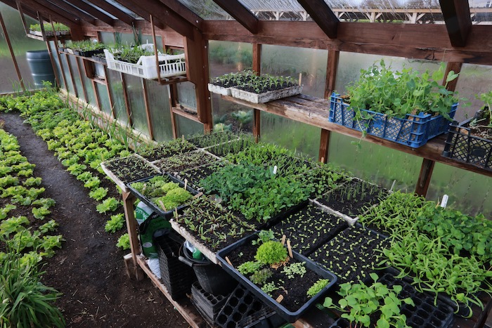 Greenhouse bench for seedlings
