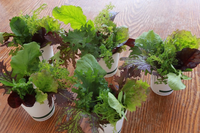 Salad leaves for flower arranging