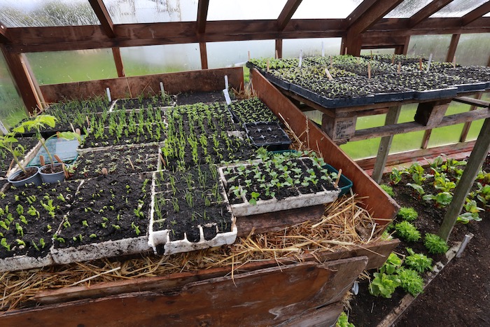Hotbed for germination and for tender plants