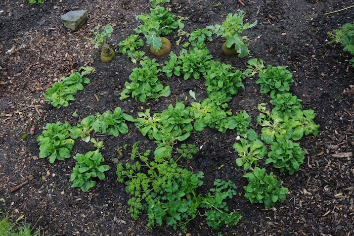 Interplant of lambs lettuce between swede
