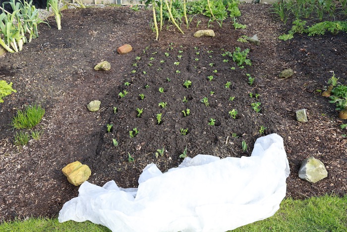 New planting, cover ready