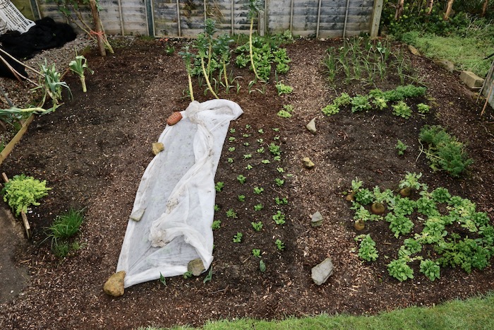 Small garden no dig March 2020