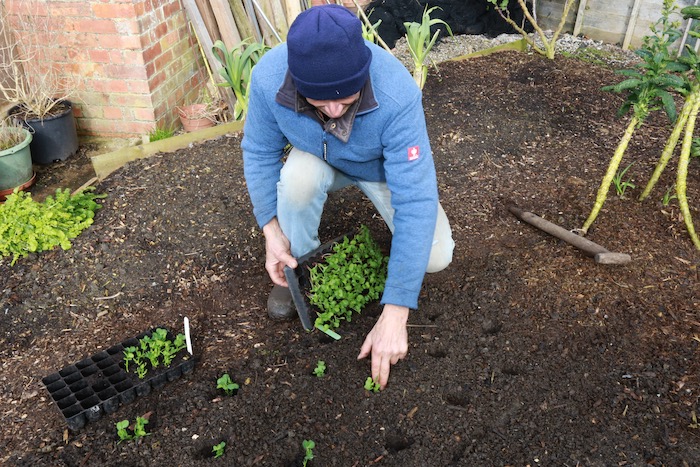 Transplanting deeply