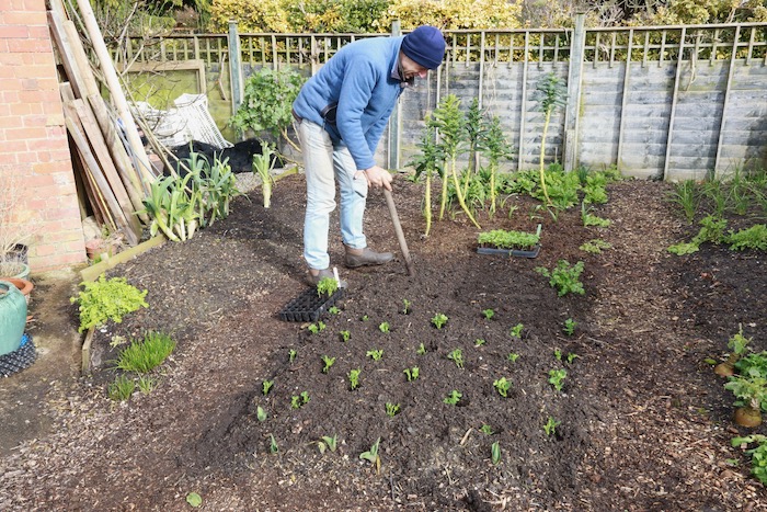 Charles dibbing holes, no dig