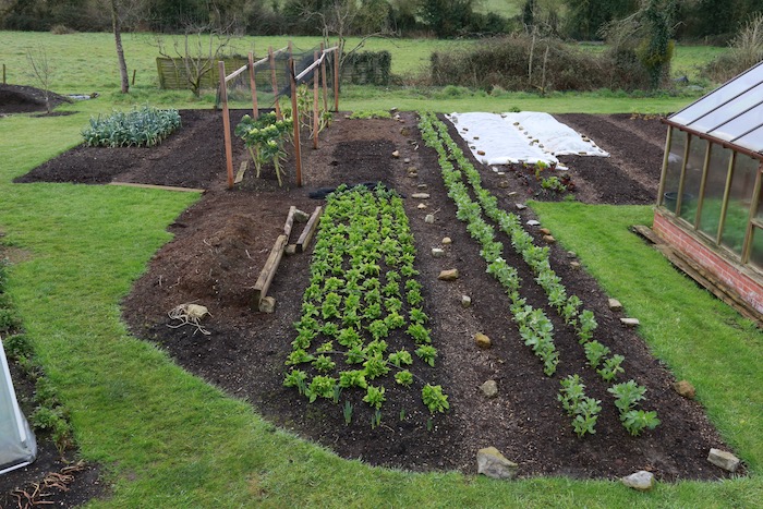 Overwintered spinach and Broad bean plants
