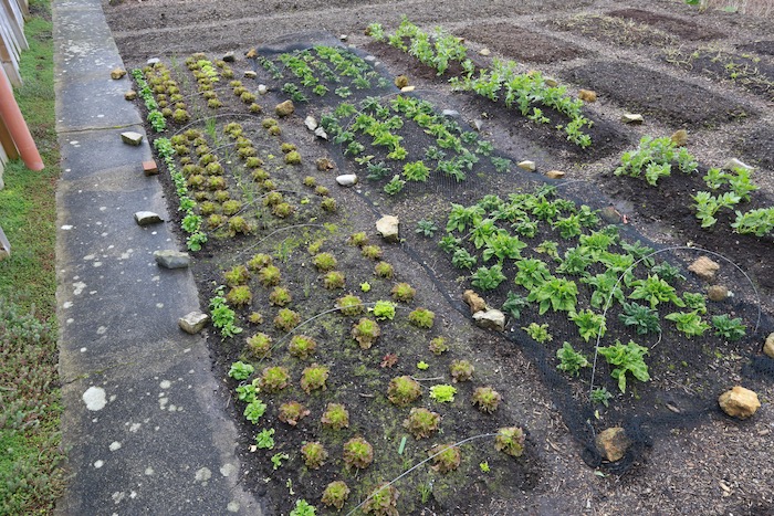 Overwintered vegetables in mid March