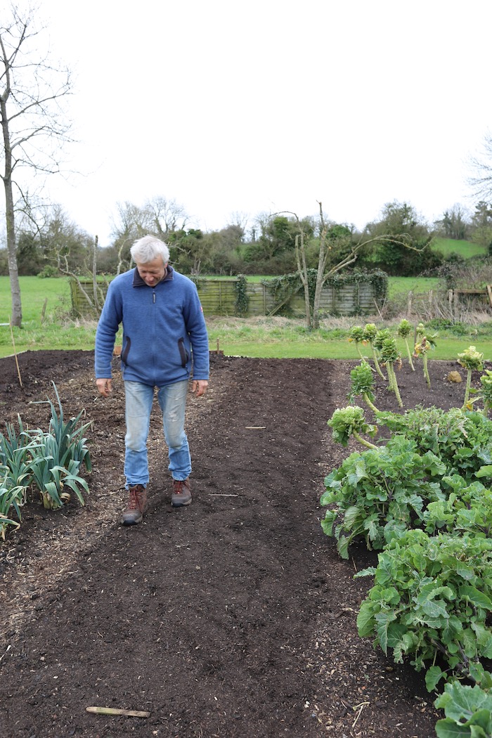 Walking on a newly sown carrot bed
