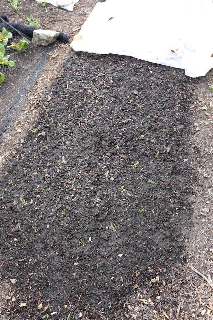 Carrot seedlings transplanted, not a success