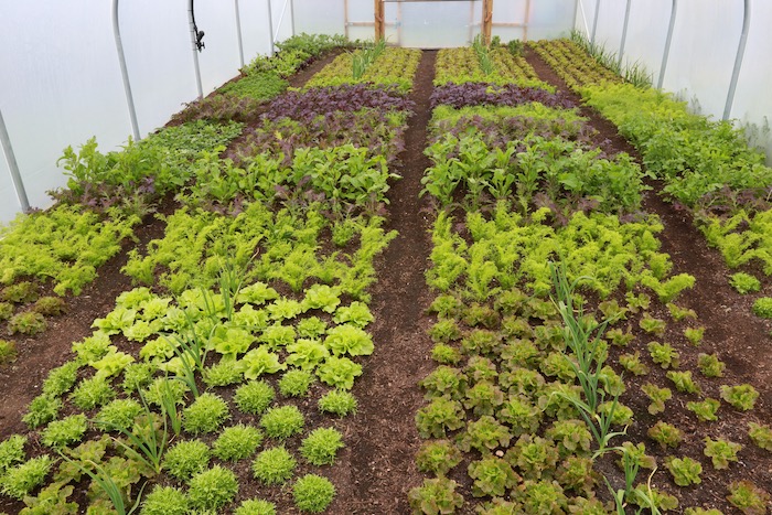 Salad plants polytunnel 6 months
