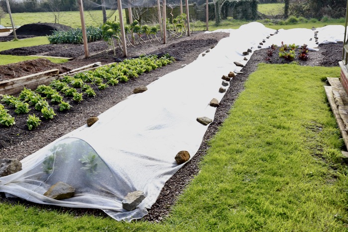 Cover over broad beans for 3 months