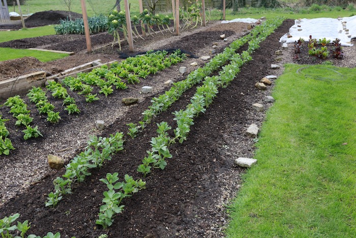 Broad beans overwintered no dig