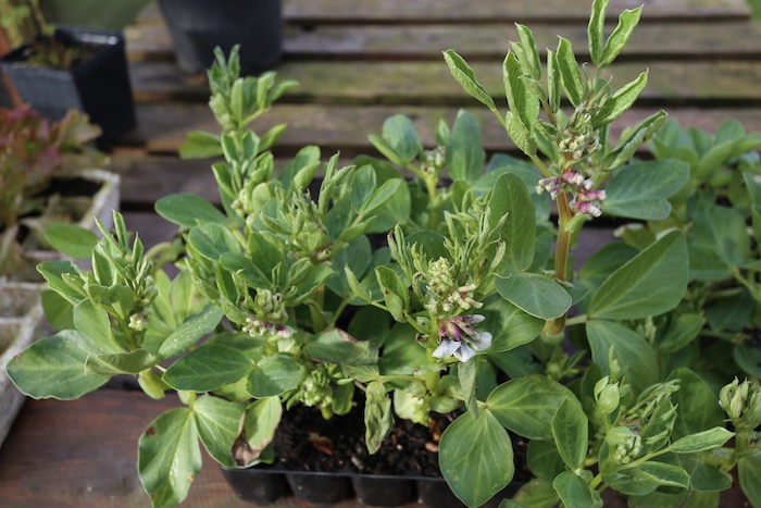 Aminopyralid damage to beans