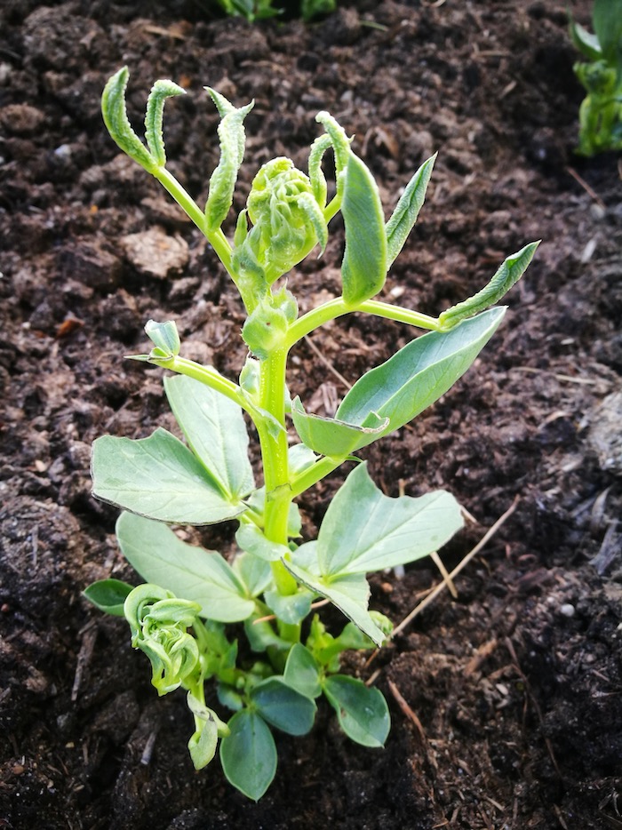 Aminopyralid damage to beans 2