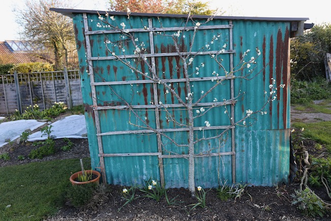 Plum blossom Opal 29th March by shed