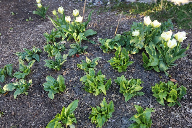 Spring tulips and no dig spinach