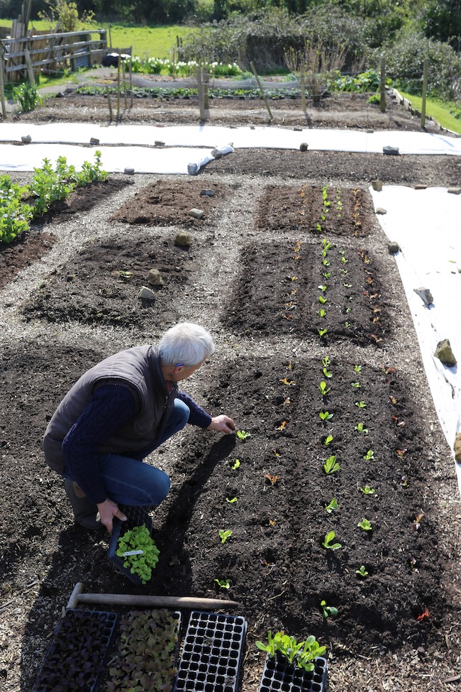 Charles transplanting lettuce into dibbed holes