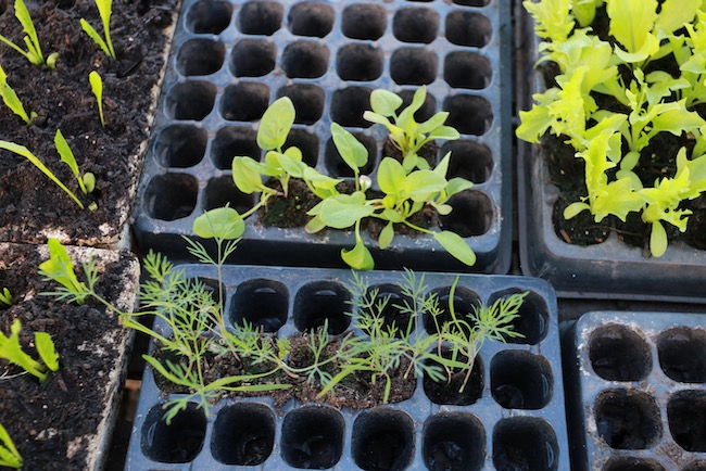 Dill, fennel and spinach seedlings