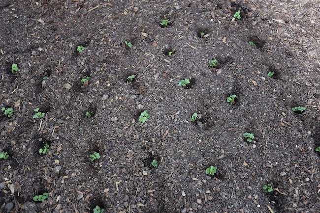 No dig radish transplant set deep