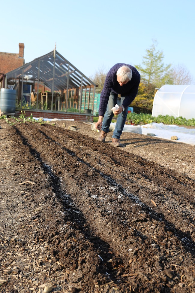 Charles sowing parsnips