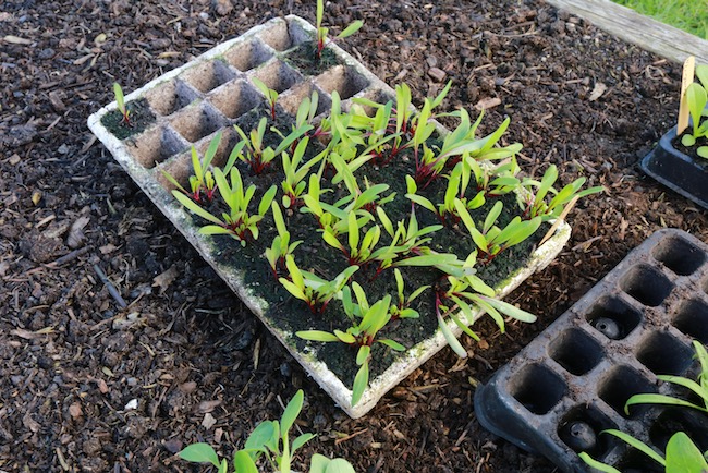 Module tray of multisown beetroot ready to transplant