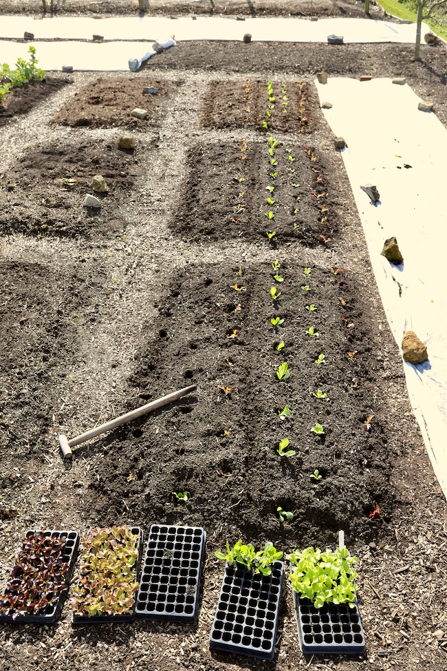 Beds ready for planting lettuce