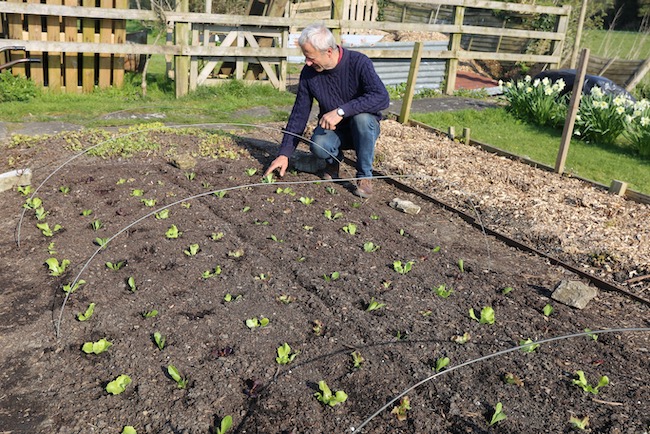 Checking moisture around new lettuce seedlings