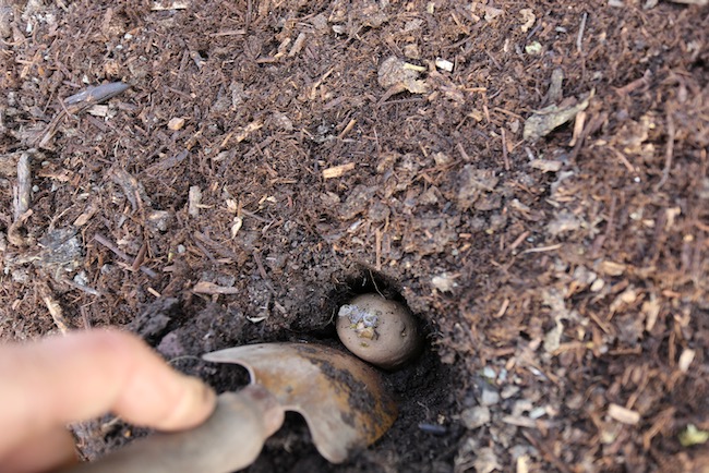 Planting potato no dig, with trowel