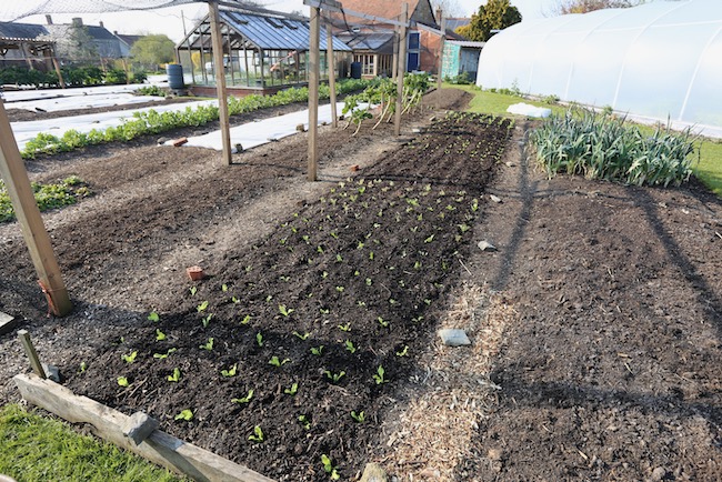 Newly planted lettuce bed