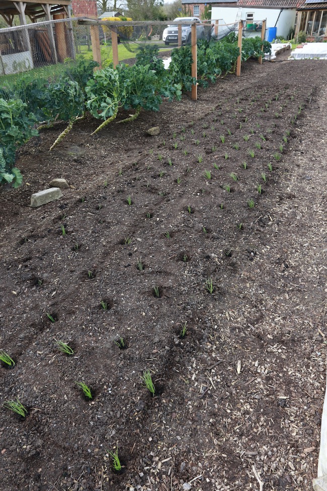 New transplanting of onions