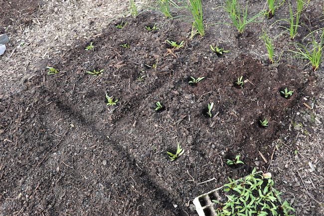New planting of beetroot
