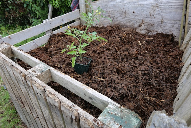 Three month old and composted horse manure