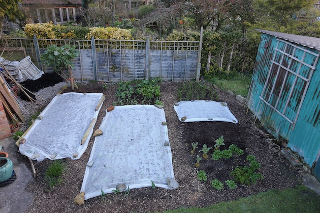New sowings and plantings small garden, covered