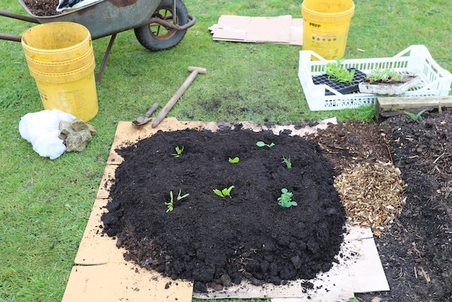 A new no dig bed on weeds, planted already