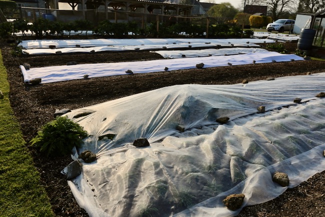 Fleece covers over new plantings
