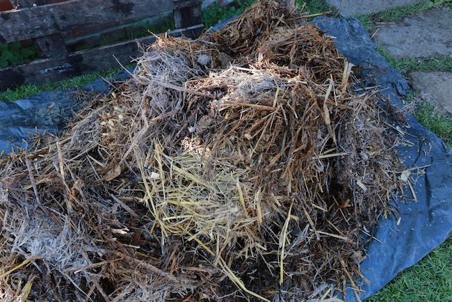 One month old horse manure