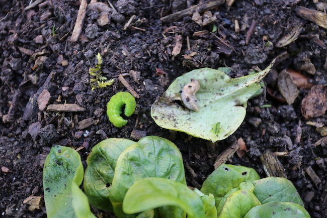 Slug and caterpillar, late March