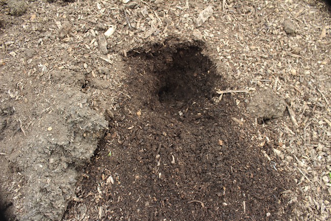 Two year old wood chip