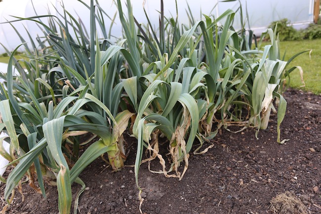 Multisown leeks no dig