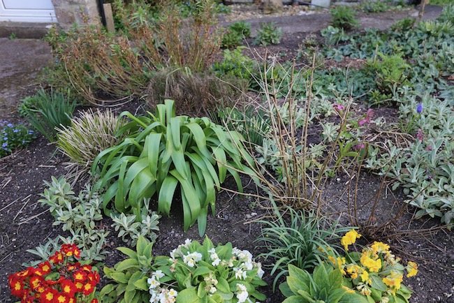 Front garden flowers