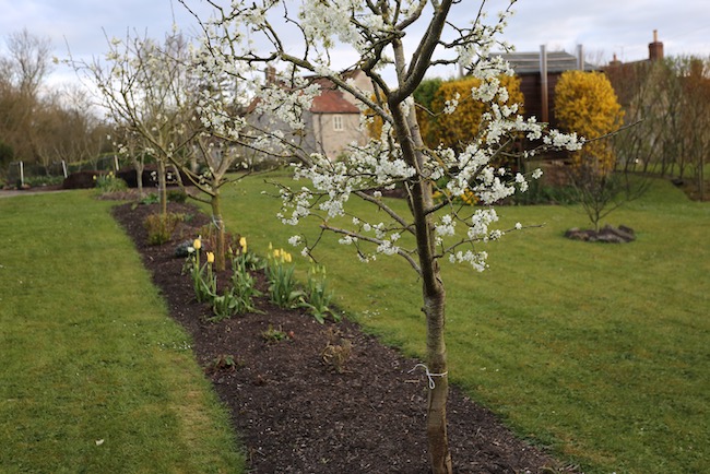 Plum blossom already in March