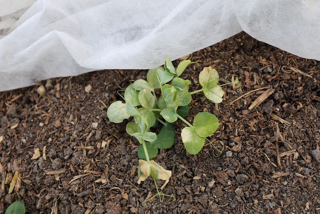 Frost damage to leaves