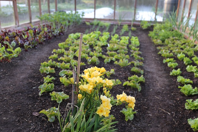 Yellow and highly scented freesia