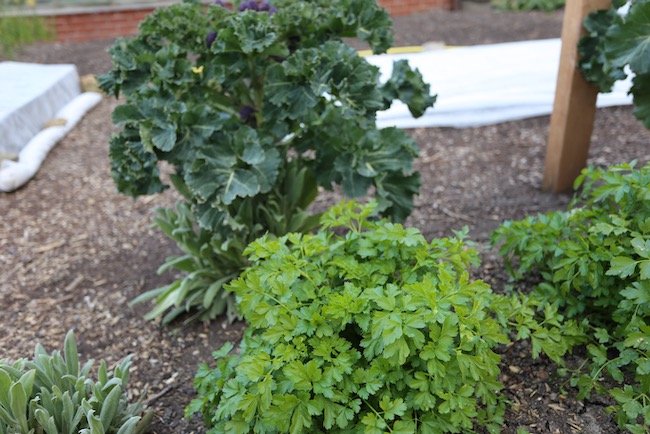 Broccoli interplanted parsley