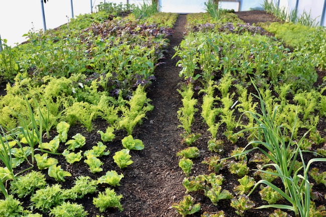 polytunnel salad plants sown 6.5 months and garlic too