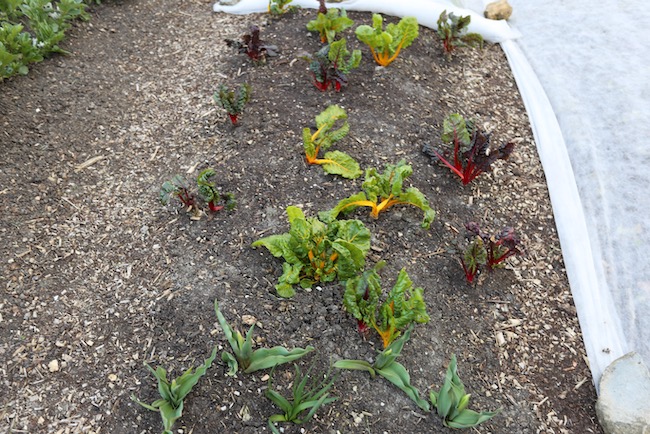Chard sown last July
