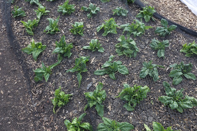 Spinach sown August 7.5 months old