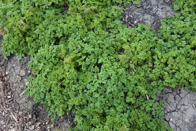 Chervil 8 months old