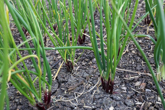 Red onions for salad 7.5 months