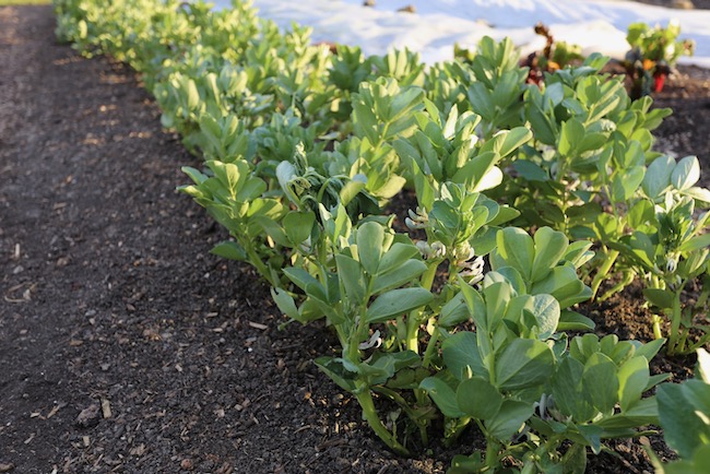 Broad beans flowering, sown November