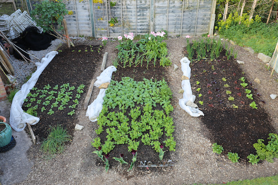 Small garden Homeacres no dig